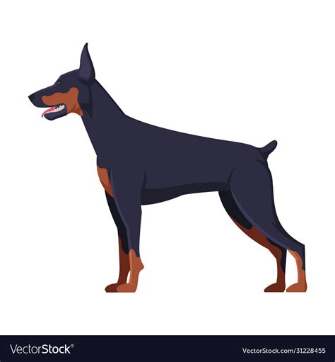 Doberman Purebred Dog Pet Animal Side View Vector Image