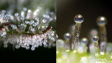 Keep your eye on the trichomes from early in the flowering stage to watch them mature and change color. Comment fabriquer du haschisch à sec? - Blog du Growshop ...