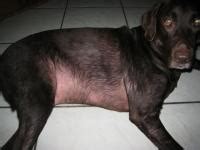 Alopecia Del Cane Cause Sintomi E Cure Mondopets It