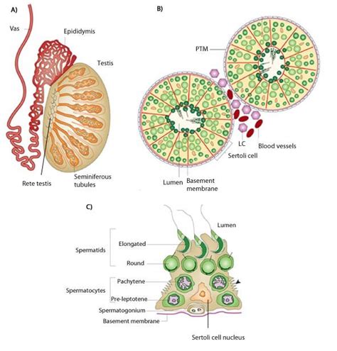 Organization Of The Testis A A Cross Section Through A Testis Download Scientific Diagram