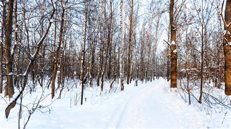 Snow Pathway In Country Village Stock Photo Image Of