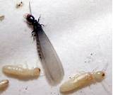 Termites South Carolina
