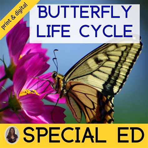 Butterfly Life Cycle Unit For Special Education Print And Digital