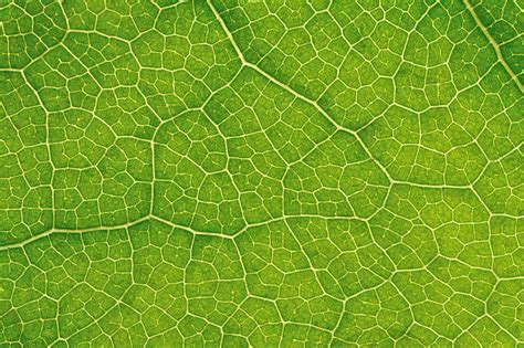 Plant Cell Stock Photos Pictures And Royalty Free Images Istock