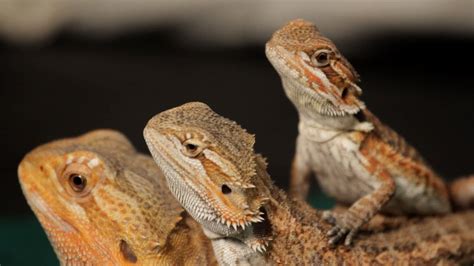 A Detailed Guide About The Bearded Dragons