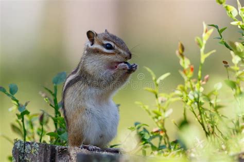 Chipmunk Eating Blueberries Stock Image Image Of Nuts Animals 120885281