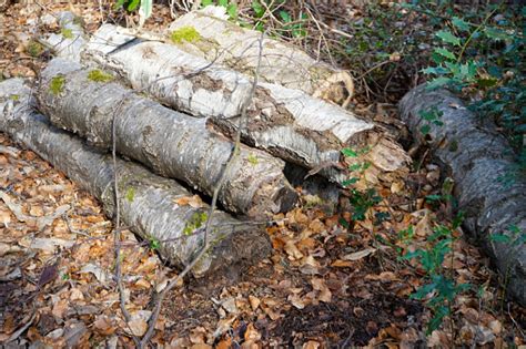 Pile Of Rotting Logs In Woodland Stock Photo Download Image Now