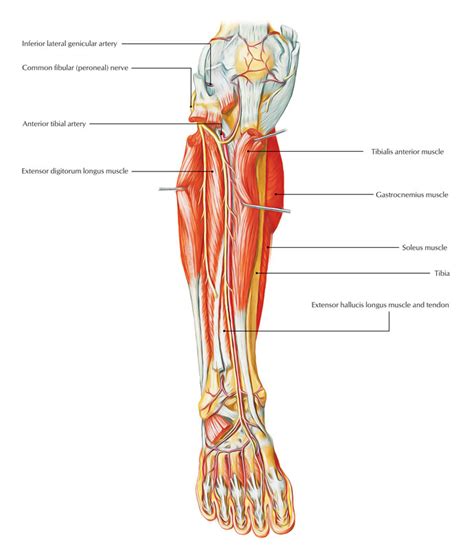 Axial Ct Anterior Tibial Artery