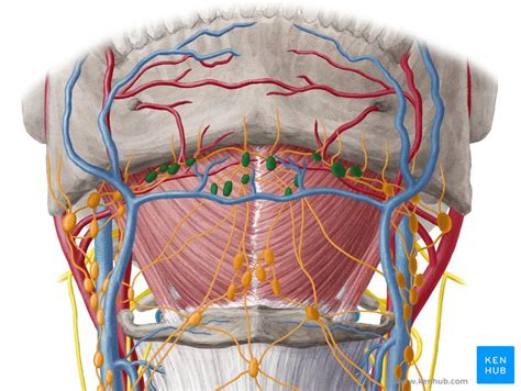 The splenius muscles originate at the midline and run laterally and superiorly to their insertions. Lymph nodes of the head, neck and arm | Kenhub