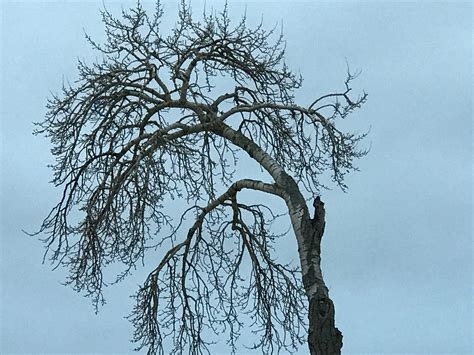 Heatherwilsonphotography Sad Tree