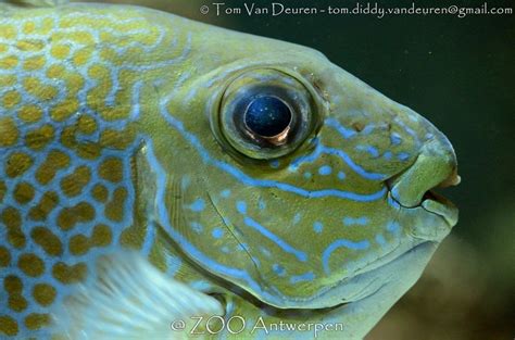 Goudvlek Konijnvis Siganus Guttatus Orange Spotted Spinefoot Fish