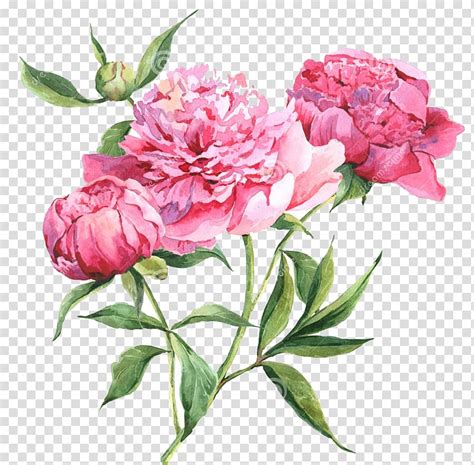 Pink Peony Flowers In Bloom Art Peony Watercolor Painting Drawing