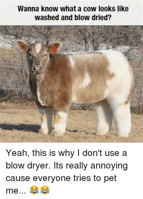 Wanna Know What A Cow Looks Like Washed And Blow Dried