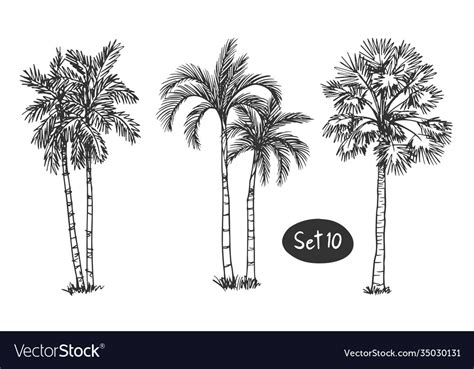 Palm Coconut Tree Sketch Hand Drawn Architect Vector Image