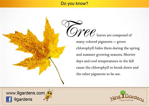 50 fun facts about plants for children. Gardening Articles | Facts, Fun facts, Chlorophyll