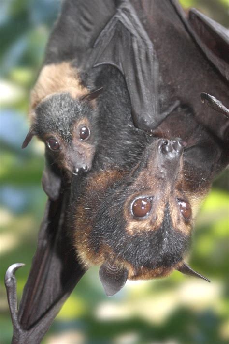 Mother Spectacled Flying Fox With Her Young Baby Rbatty