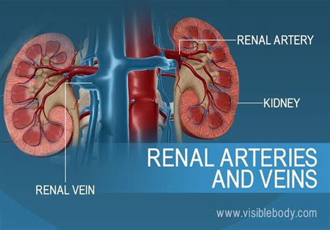 The Average Person Has Approximately Nephrons Per Kidney
