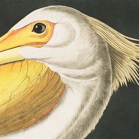 Vintage Audubon American Pelican Bird Print Giclee Art Etsy