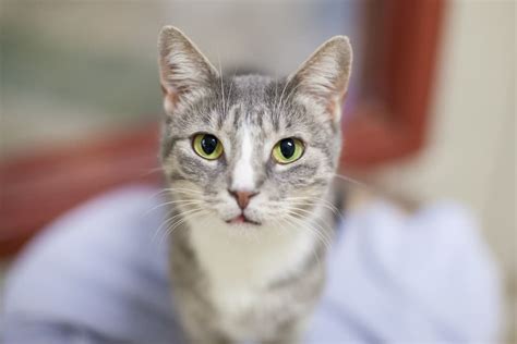 Maybe you would like to learn more about one of these? Feline Leukemia Vaccine (FeLV) for Cats | Great Pet Care