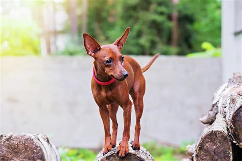 Portrait Of Red Miniature Pinscher Dog Photograph By Beautiful Things