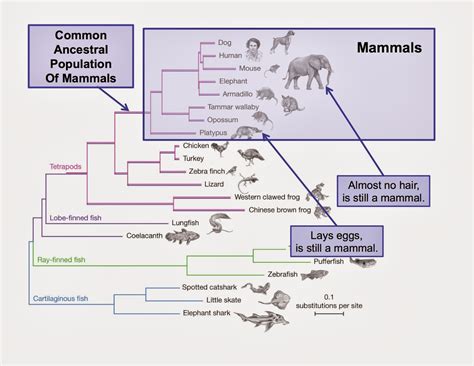 What Makes A Mammal