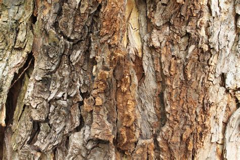 Free Wood Texture Photo Texture Tree Texture Tree Bark Texture