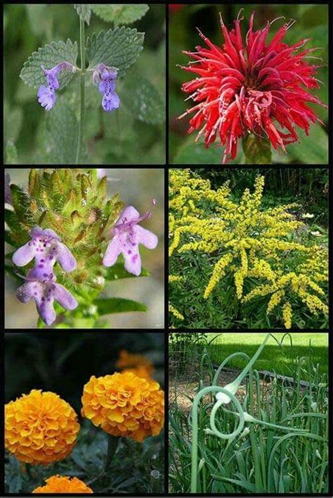 Pin By Tracy Ellis On Garden Fragrant Plant Mosquito Repelling