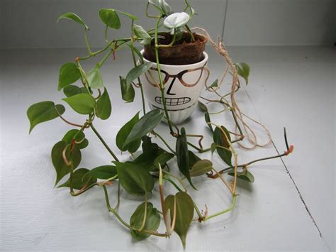 In this video, martin shares the step by step process of propagating a heartleaf philodendron (hederaceum) in water and then potting it to soil.timestamps:1:. Heart leaf Philodendron Green / with 3 Hanging Ceramic ...