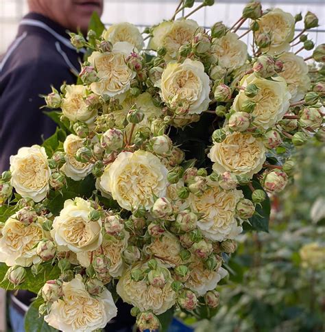 Viproses On Instagram Rosa ‘victorian Wedding Garden Roses In Optima