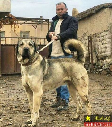 عکسهای سگ افغانستان کامل مولیزی