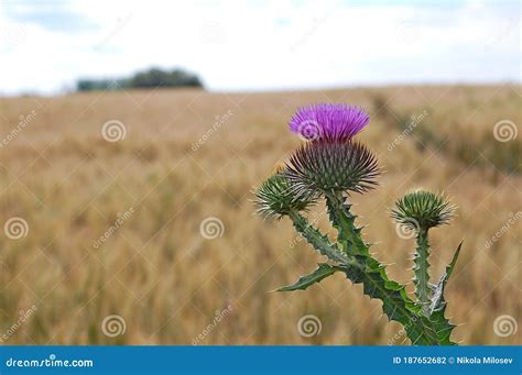 Photography Of Welted Thistle Carduus Crispus Stock Photo Image Of