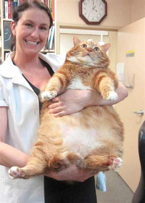 Health Implications Associated With Pet Obesity — Dr Patrick Mahaney