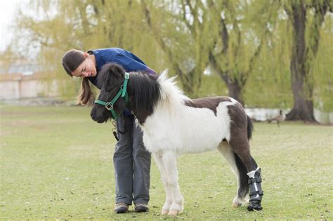 All You Need To Know About Miniature Horse Pets Nurturing