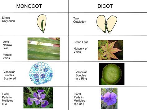 Filemonocot Vs Dicotsvg Wikipedia