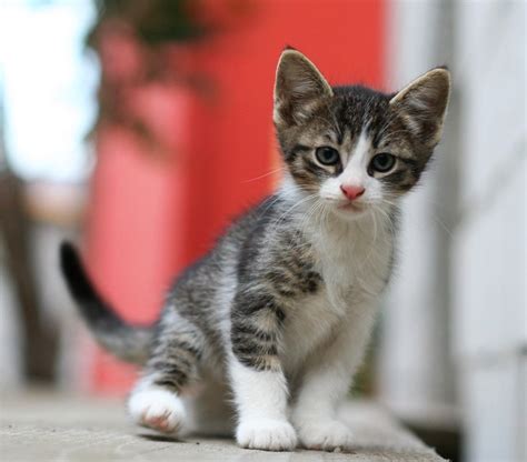 Kitten Kitten Dorinser Flickr