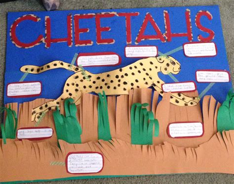 Cheetah Project Poster Science Fair Projects Endangered Animals