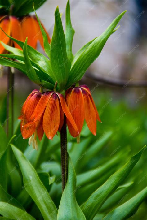 Premium Photo Orange Crown Imperial Lily Flowers Fritiallaria