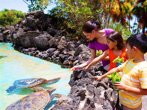 Honu Turtle Feeding On Oahu Island Sea Life Park Hawaii