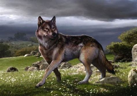 Dire Wolf Aenocyon Dirus Canis Dirus