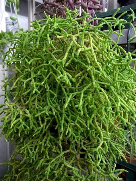 I grew up in south dakota and that should be along a similar latitude as you, and there were plenty of cacti growing in the wild there. Mistletoe Cactus Care - Tips For Growing Rhipsalis Plants