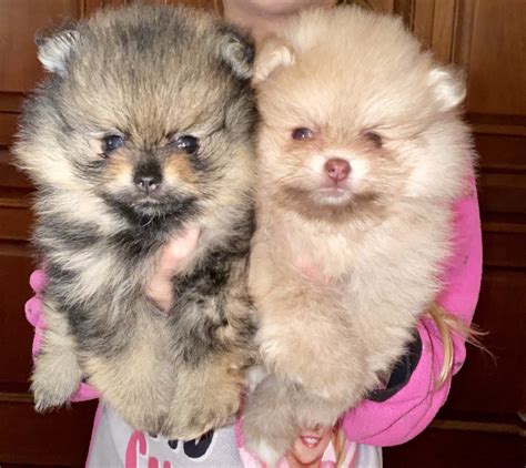 Pomeranian Puppies For Sale Miami Lakes Fl 318987