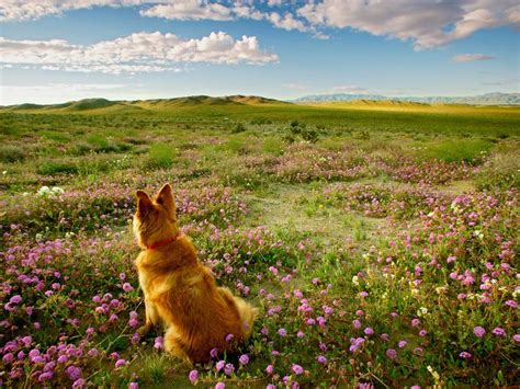 We did not find results for: Best Places to See Wildflowers Around the United States ...