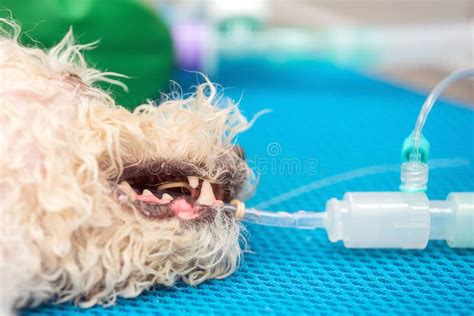 Dog Intubated In Surgery Room Of Veterinary Clinic Stock Photo Image