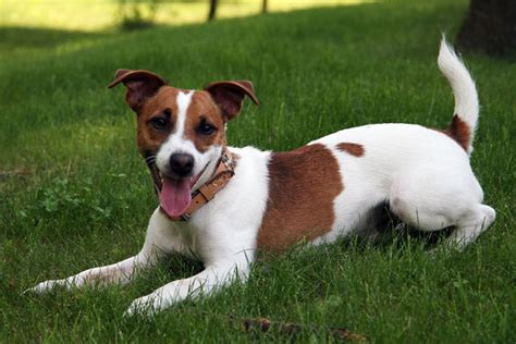 Why was dodge banned from nascar? How Much Does A Jack Russell Terrier Cost | PETSIDI