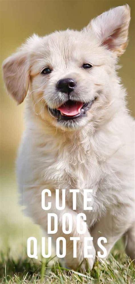Cute Dog Quotes Adorable Enough To Brighten Up Any Day