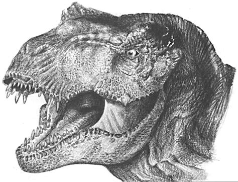 Dinosaur Pencil Drawing At Explore Collection Of