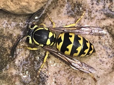 Western Yellow Jacket Wasps