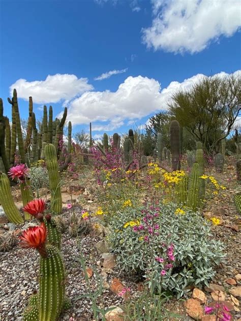 7 Best Places To See Cactus Flowers In Arizona This Year