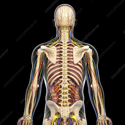 Male Anatomy Artwork Stock Image F Science Photo Library