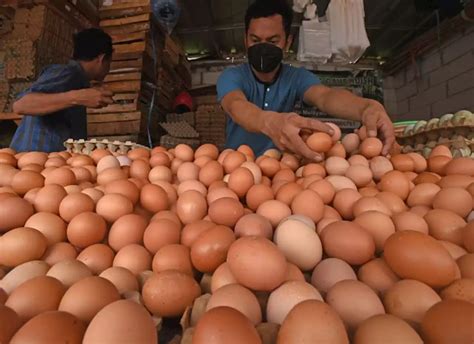 Ini Alasan Harga Telur Ayam Naik Tertinggi Dalam Sejarah Duh Kab News